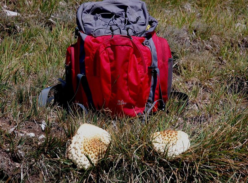 un coccodrillo nei monti Sibillini